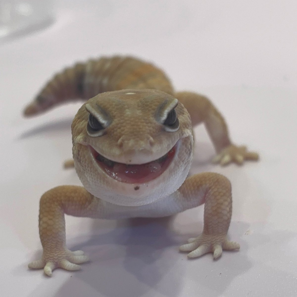 LUCK UP Reptiles🦎爬虫類ショップ🦎 tweet media