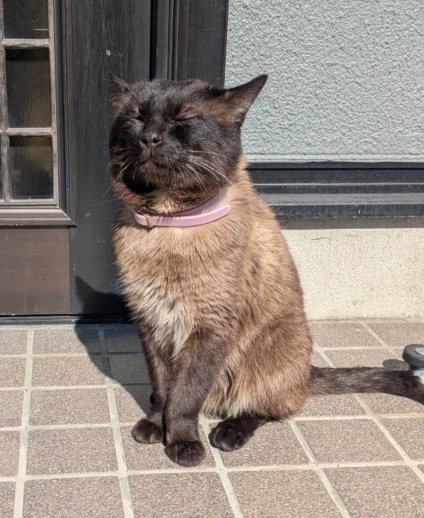 サビ猫ナッツ tweet media