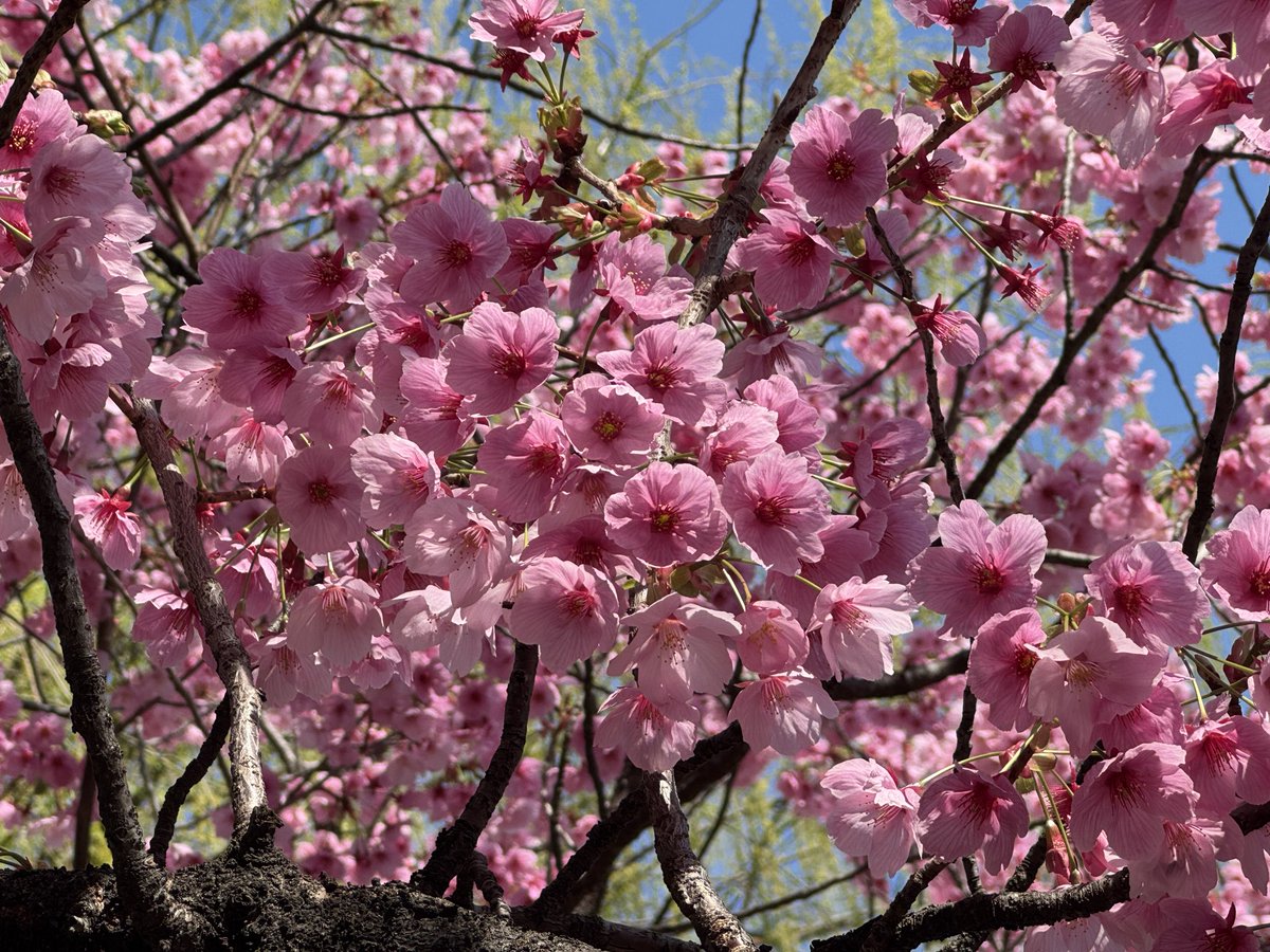 人を幸せにあゆちゃん億り人になりたいシンプルライフスタイル tweet media