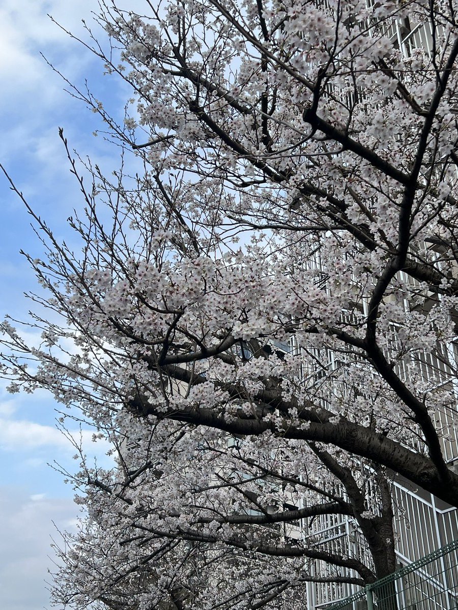 アンサンブル・コノハ【公式】 tweet media