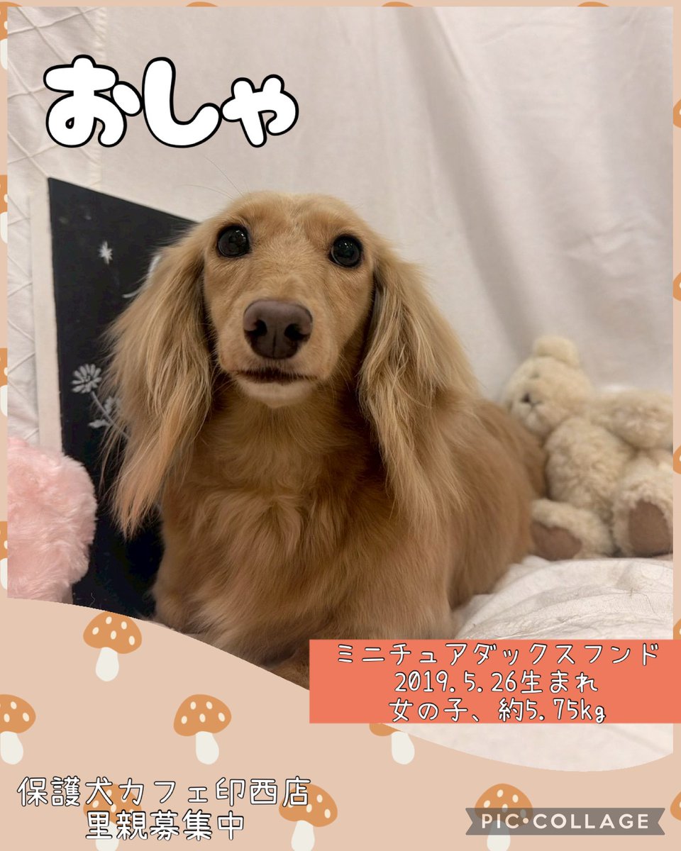 HOGOKEN CAFE® 印西店 tweet media