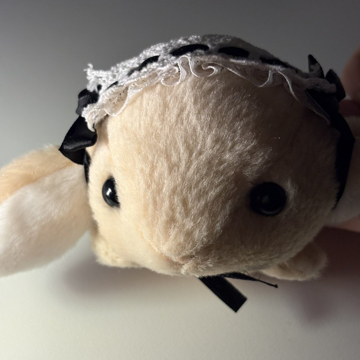 두두쥐 tweet media