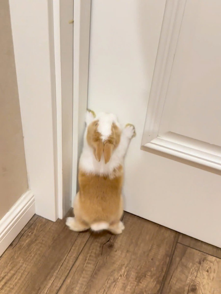 Why you should have a rabbit tweet media