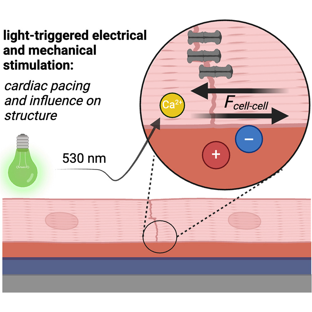 BioPACIFICMIP's tweet photo. Light-controlled cardiac pacing using polymer bioelectronics ⚡💡
An optoelectronic biohybrid converts visible light into photocurrent, enabling gene modification–free control of cardiomyocyte contraction and structural remodeling.

Read more: https://t.co/GW4atEdPy8 https://t.co/7ZG1Y8082E