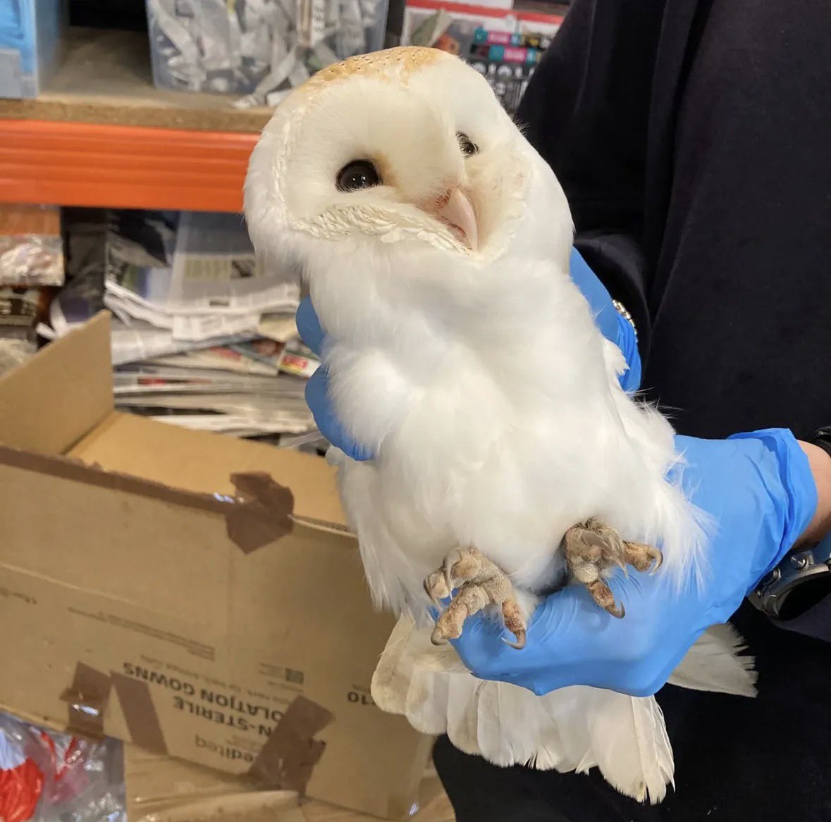 Savos International tweet media