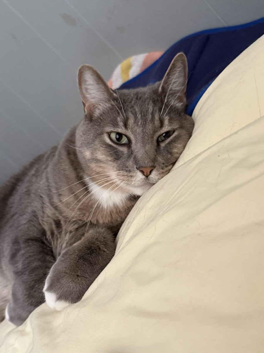 les 🪩 tweet media