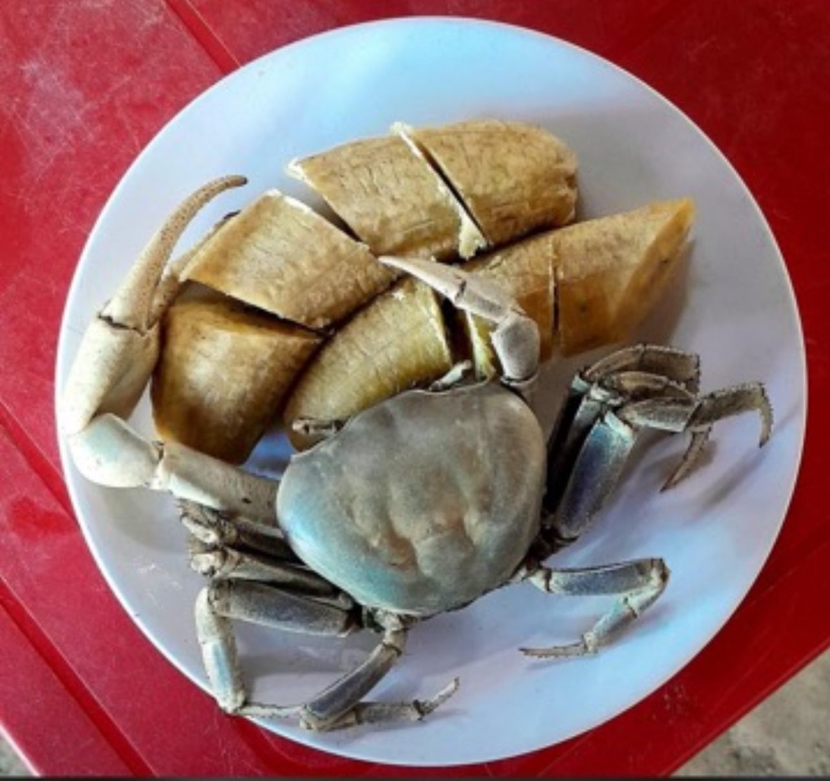 уσуσ tweet media