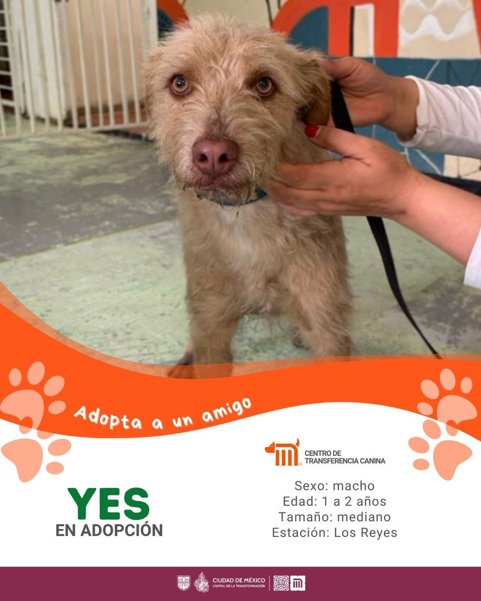 MetroCDMX tweet media