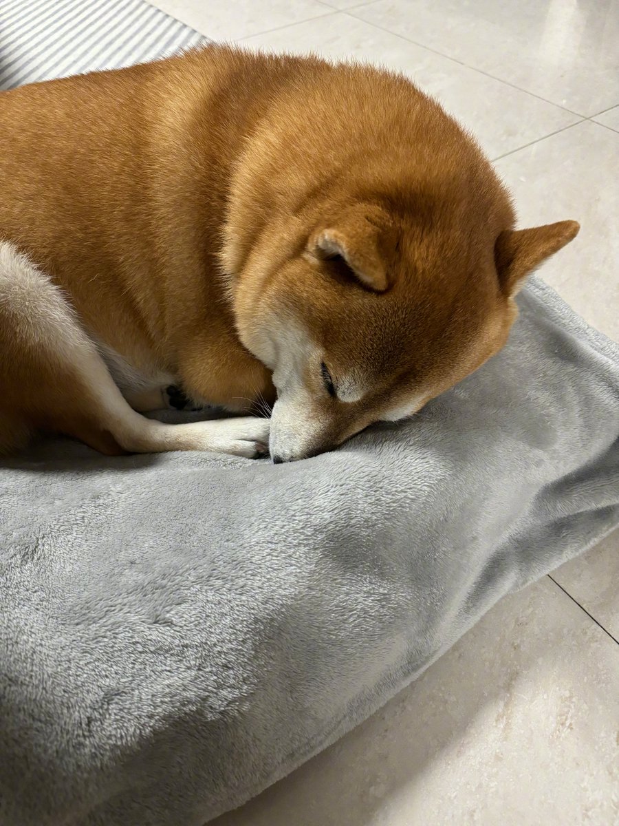 Josh Hoffman tweet media