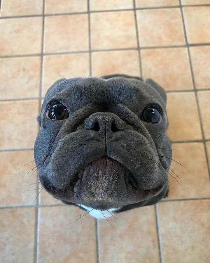 Frenchie Lovers Club tweet media