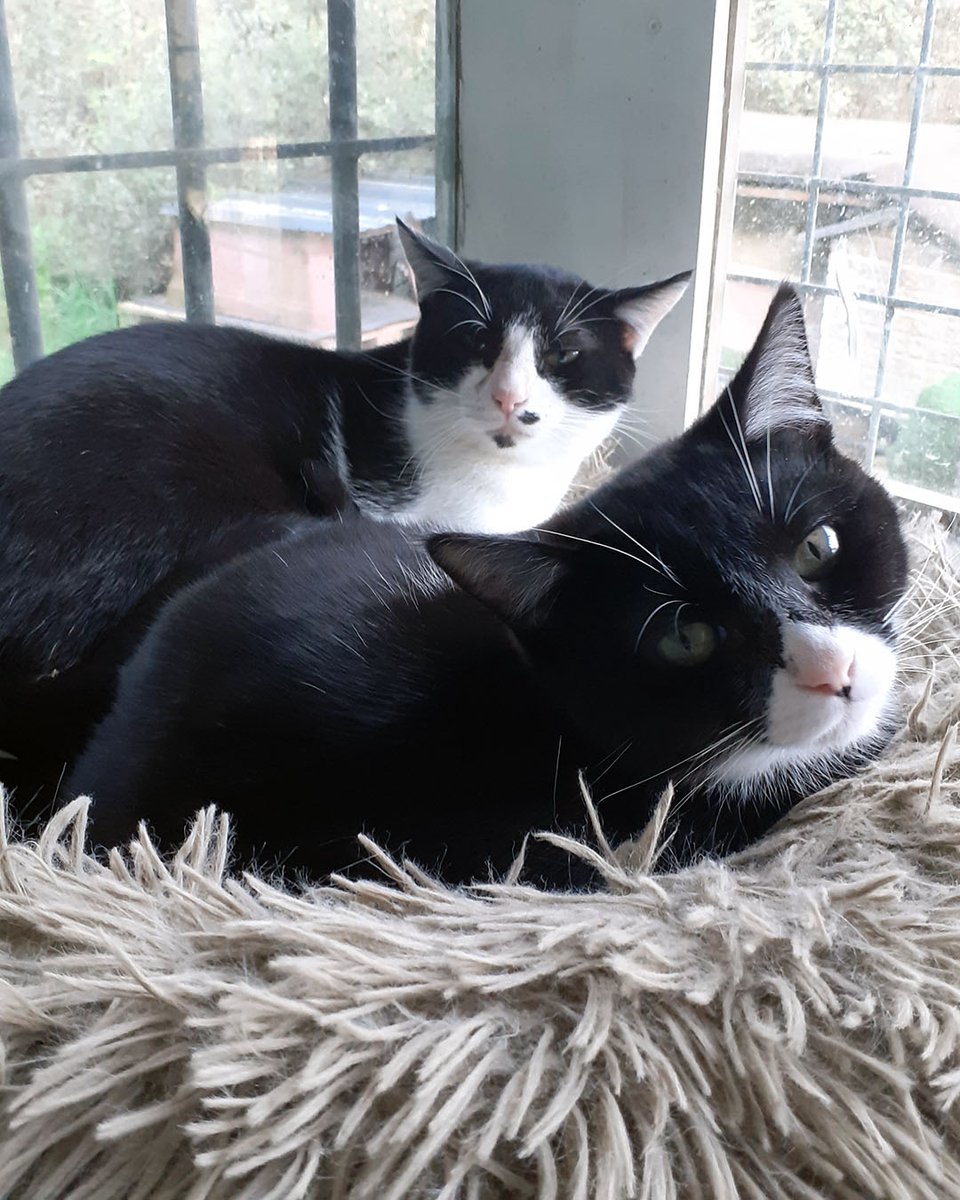 Protectora d'Animals d'Osona tweet media