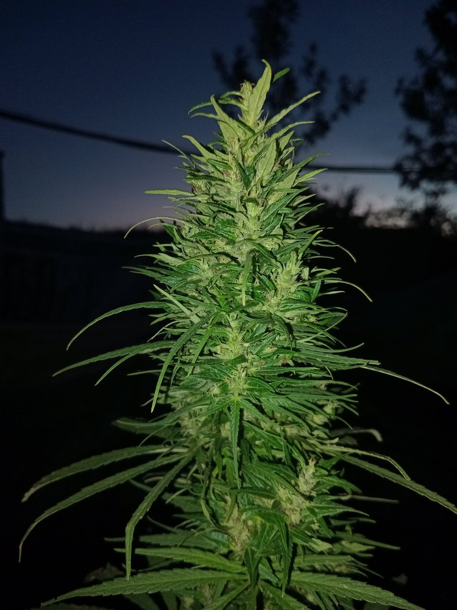 𝙶𝚛𝚎𝚎𝚗 𝙼𝚊𝚗 tweet media