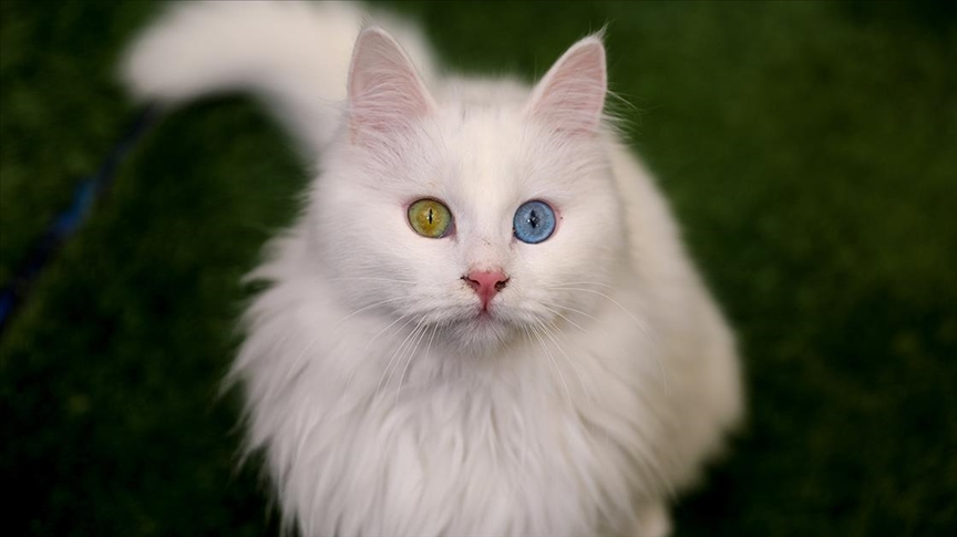 Kurden Nasyonel Girl tweet media