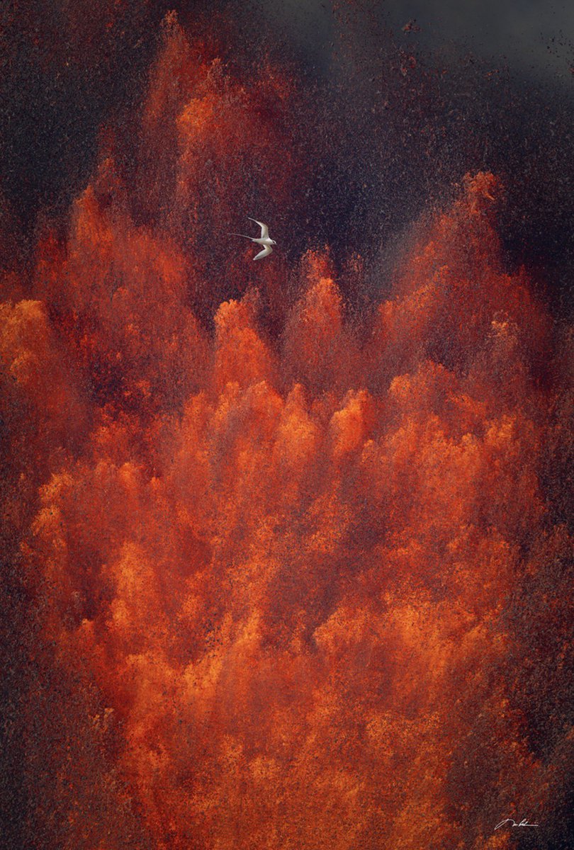 Tom Kualii Photography tweet media