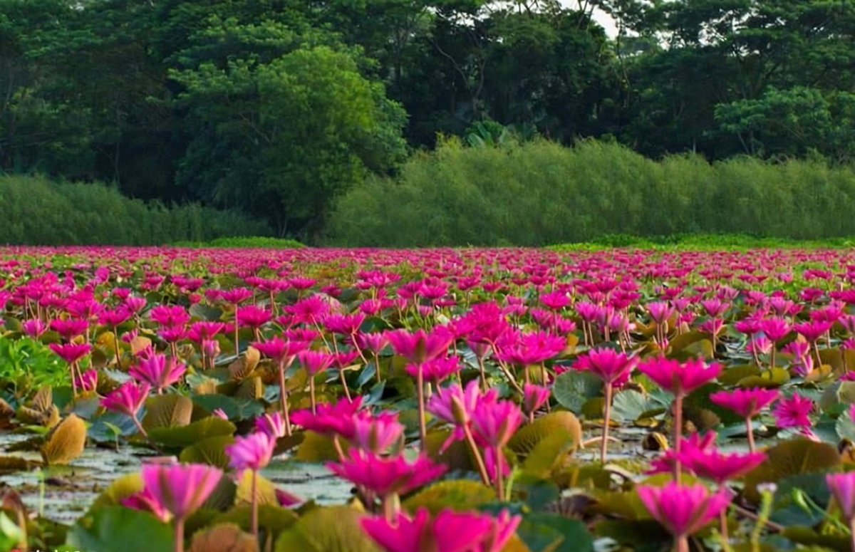 bhooter saline ('fih tweet media