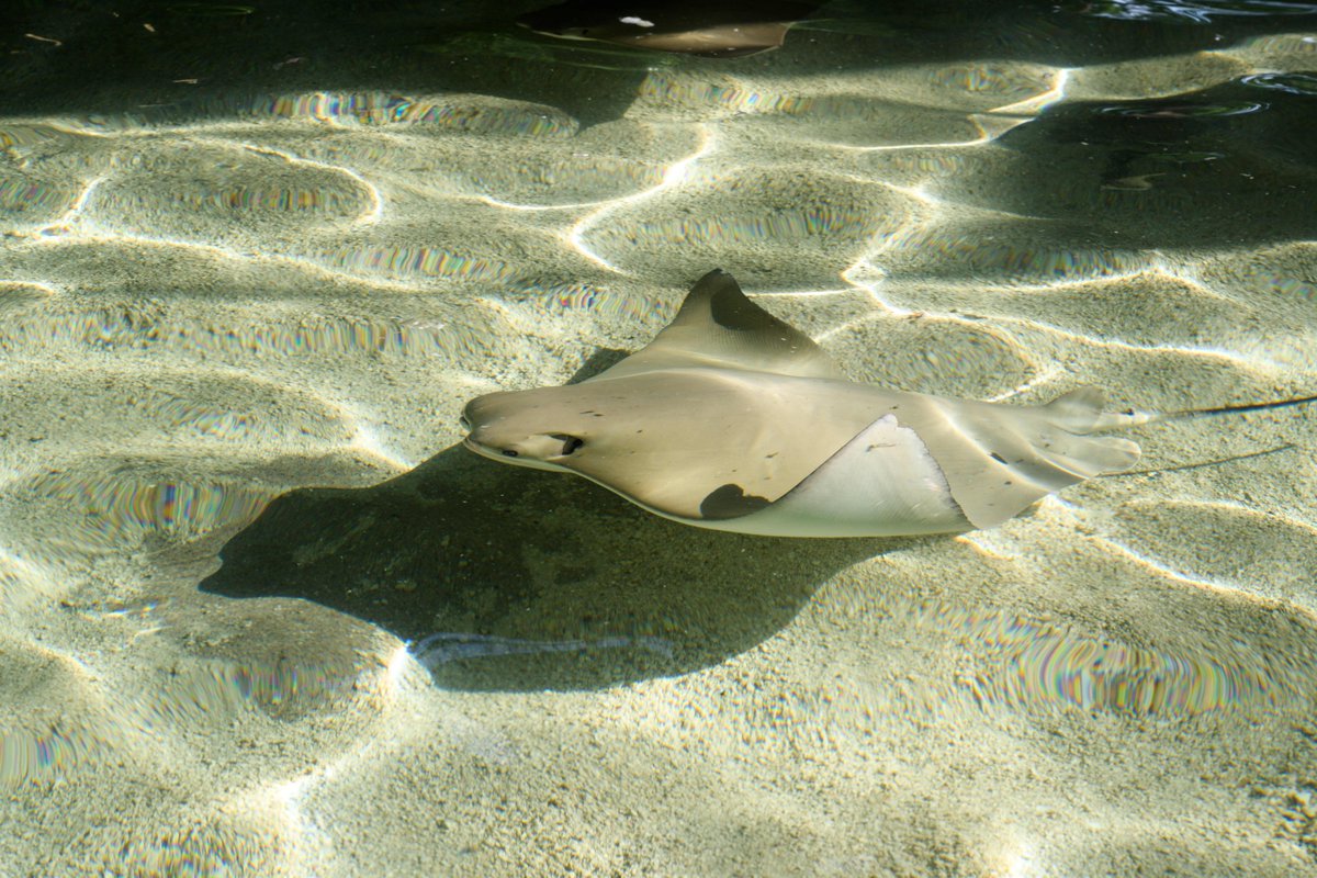 Saint Louis Zoo tweet media