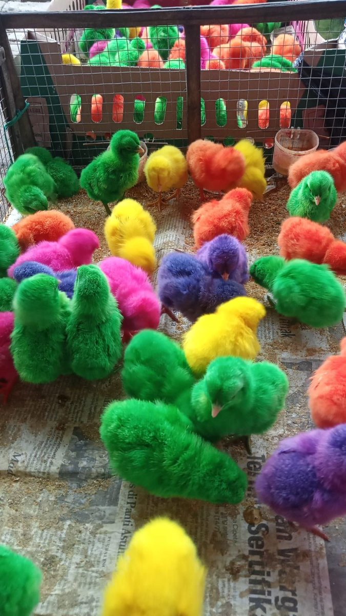 🌹TINYVOICE🌹 tweet media