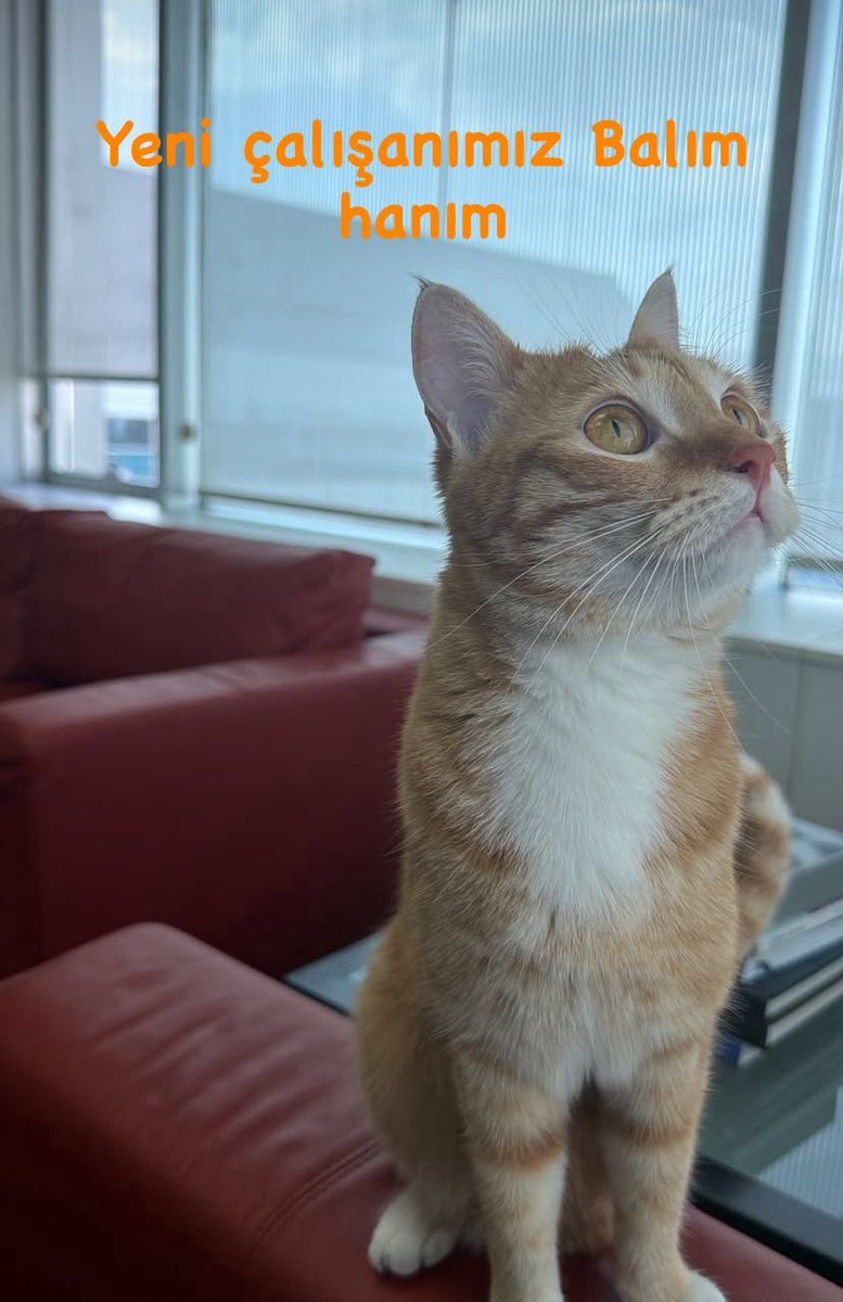 Mühdan Sağlam tweet media