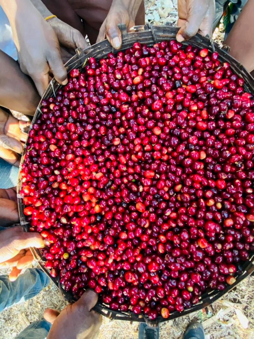 momen ali tweet media