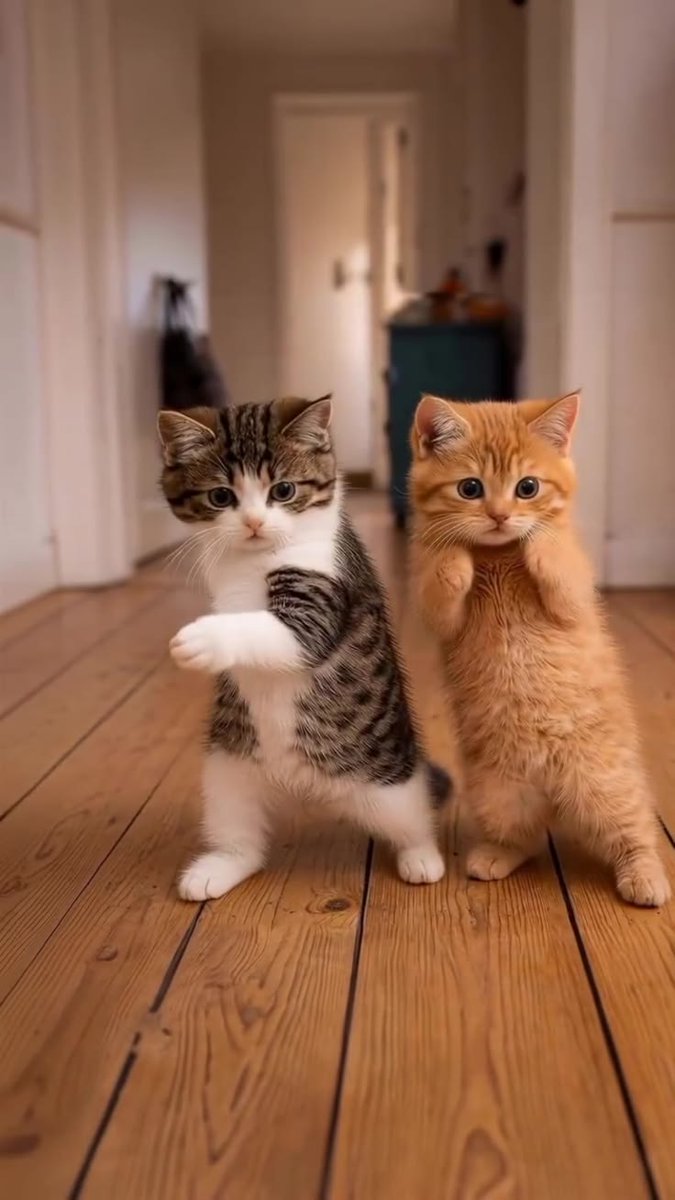 catcutesss family (@cutecat62) on Twitter photo 