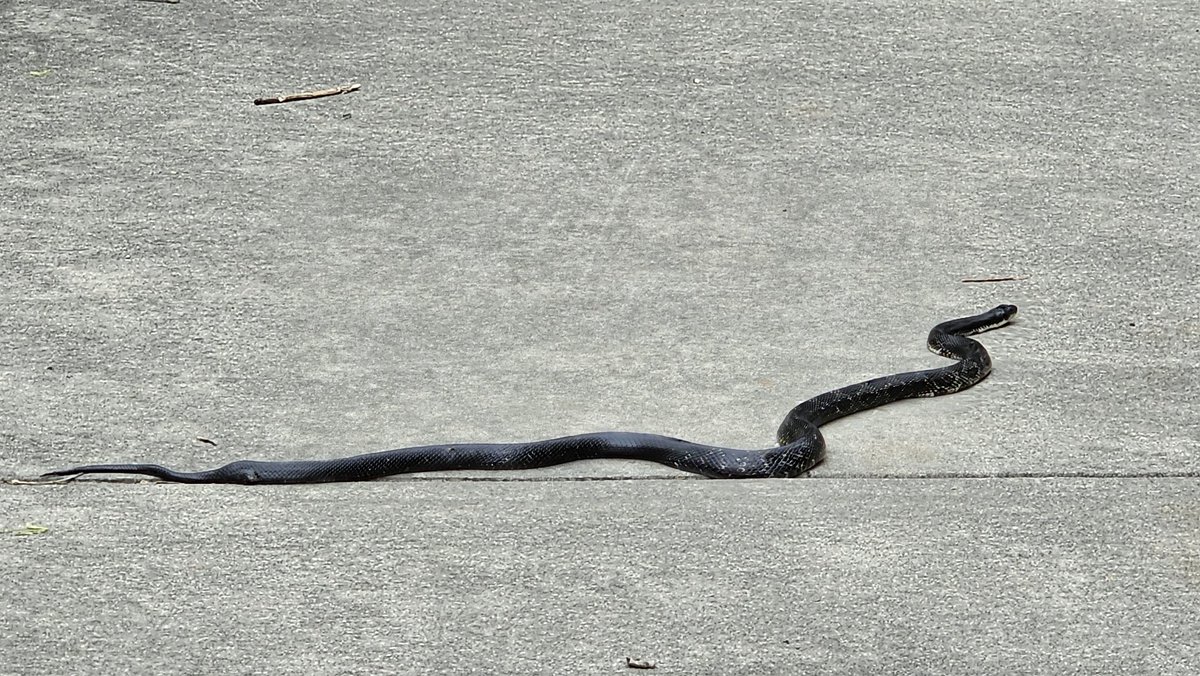 T.H. - Game of Forms tweet media