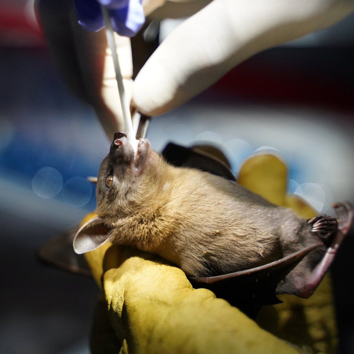 Kekius Maximus tweet media