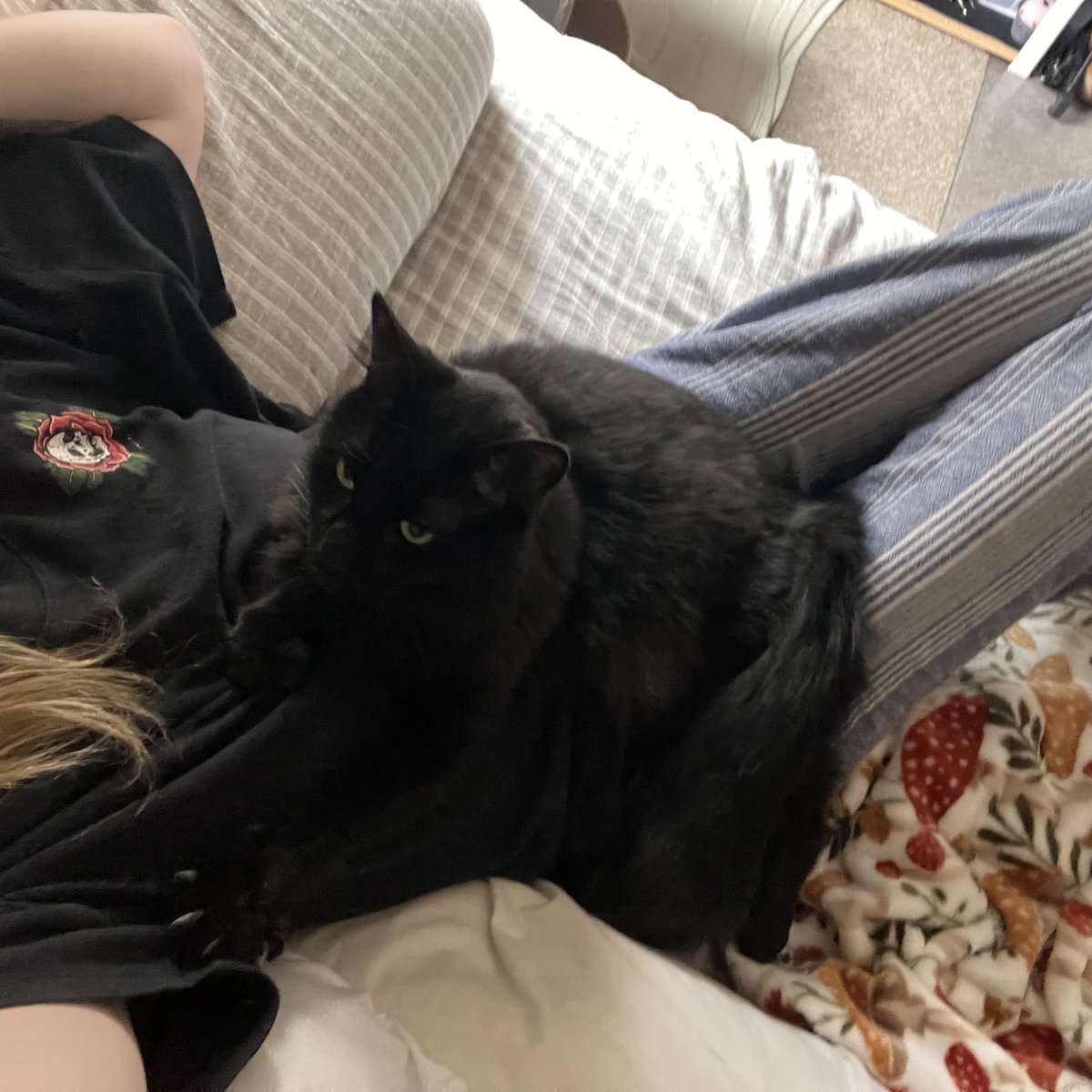 ket ᥫ᭡ tweet media