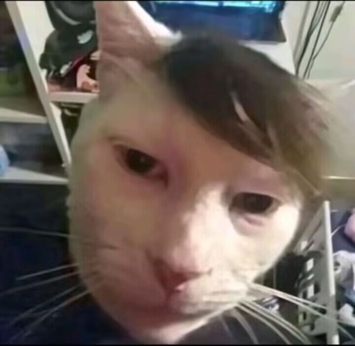 猫武士(景德镇) tweet media