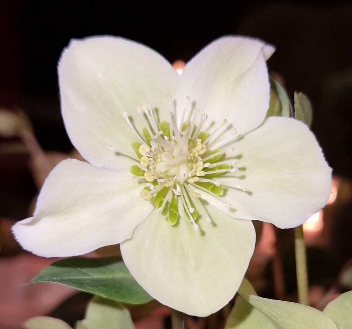 Ahkku 🇧🇻 🕯🌻 tweet media