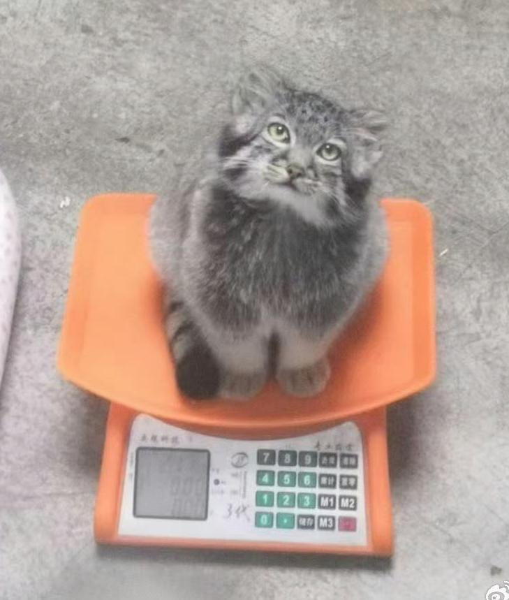 DailyMantle tweet media