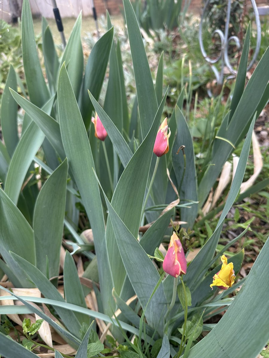 SydneyM ⁷⊙⊝⊜🪭ᴀʀɪʀᴀɴɢ ⟭⟬ 💜 ⟬⟭ 시드니 tweet media