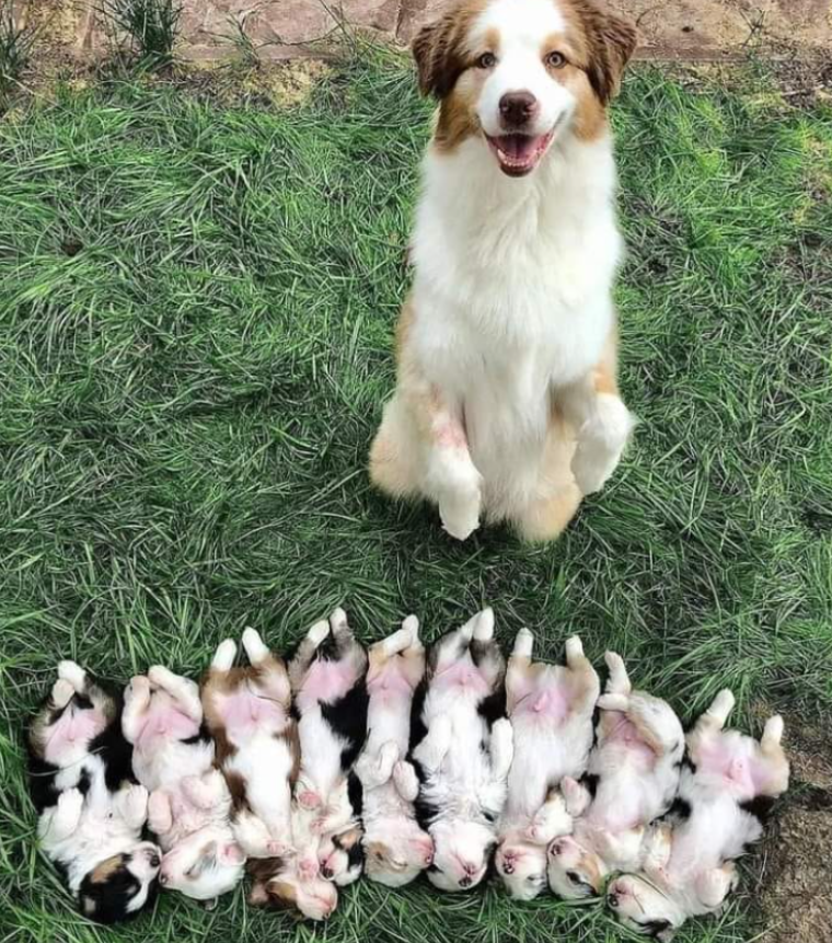 Best in Dogs tweet media