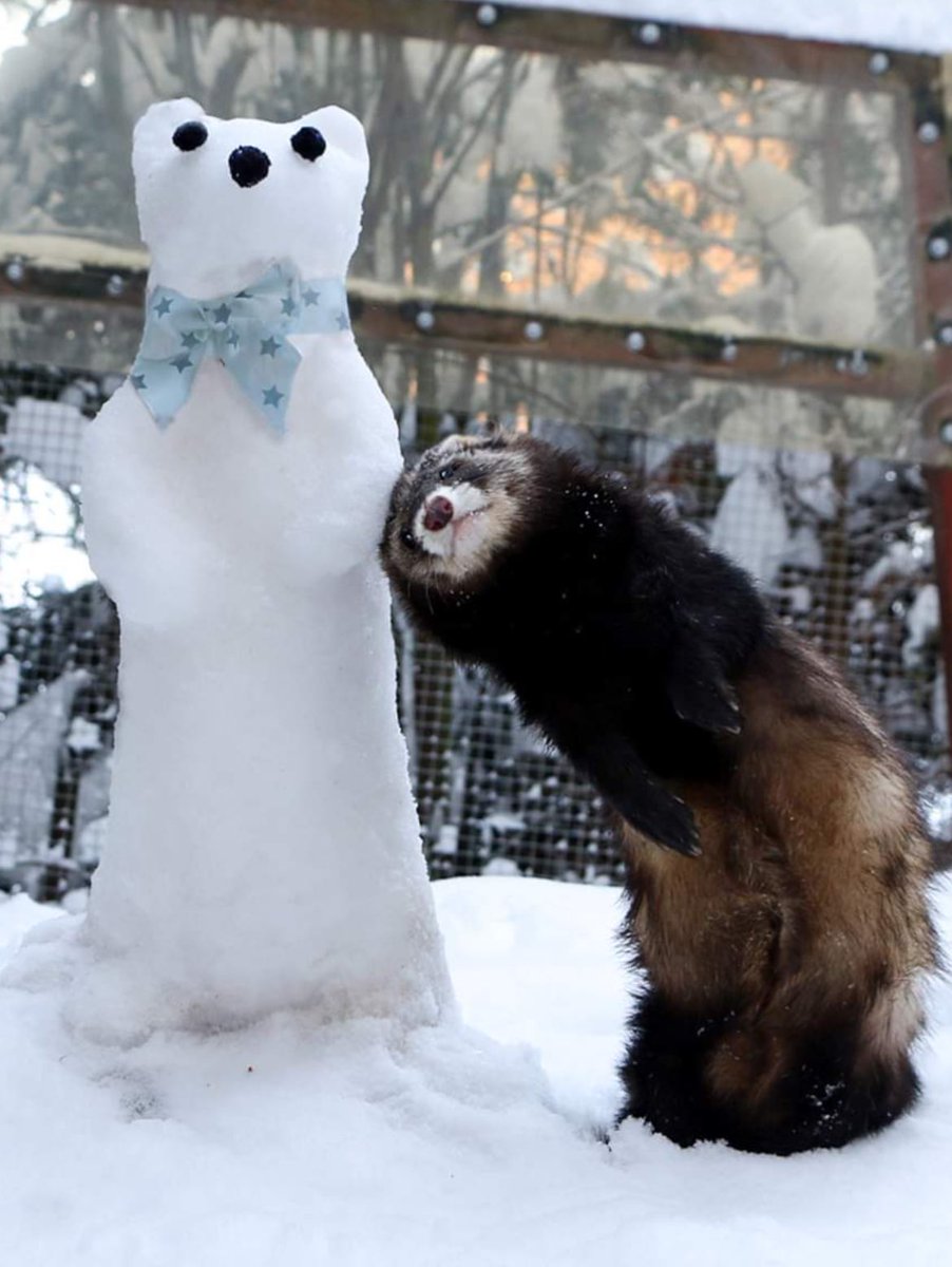 hyunjin as ferrets tweet media