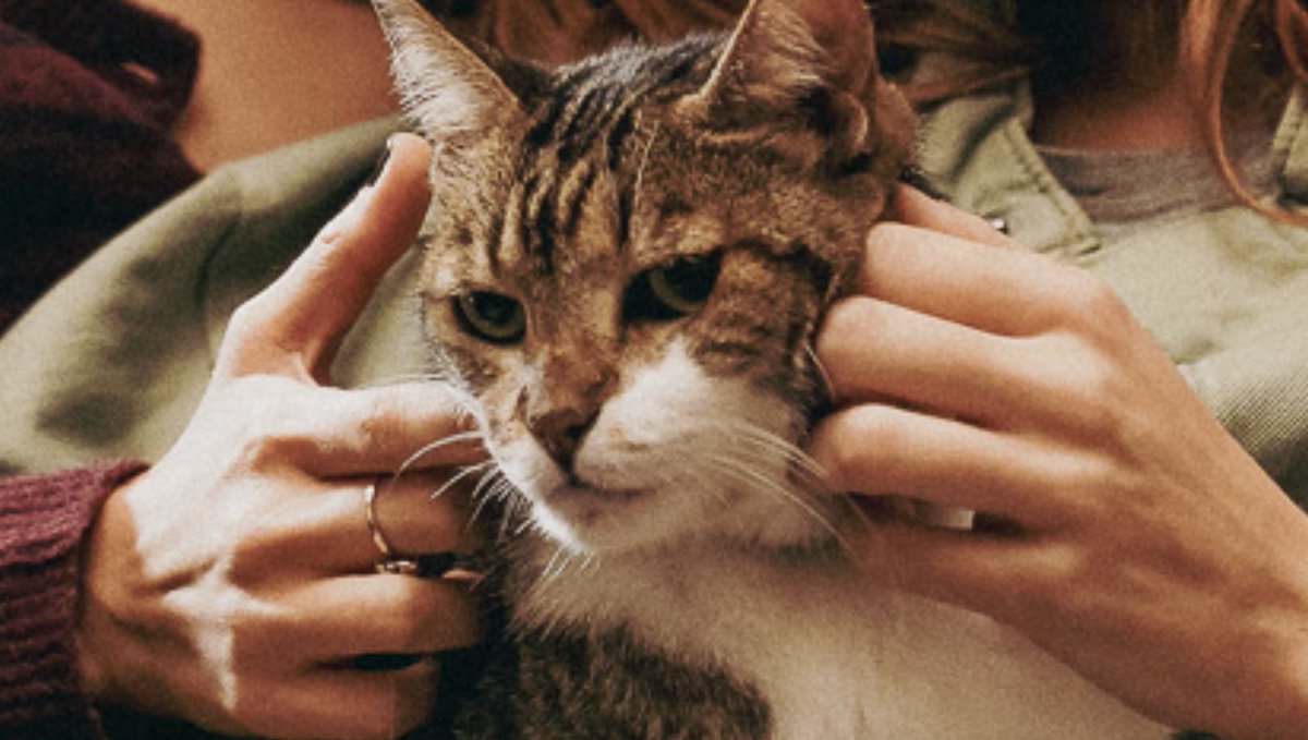 Soso Terremoto tweet media