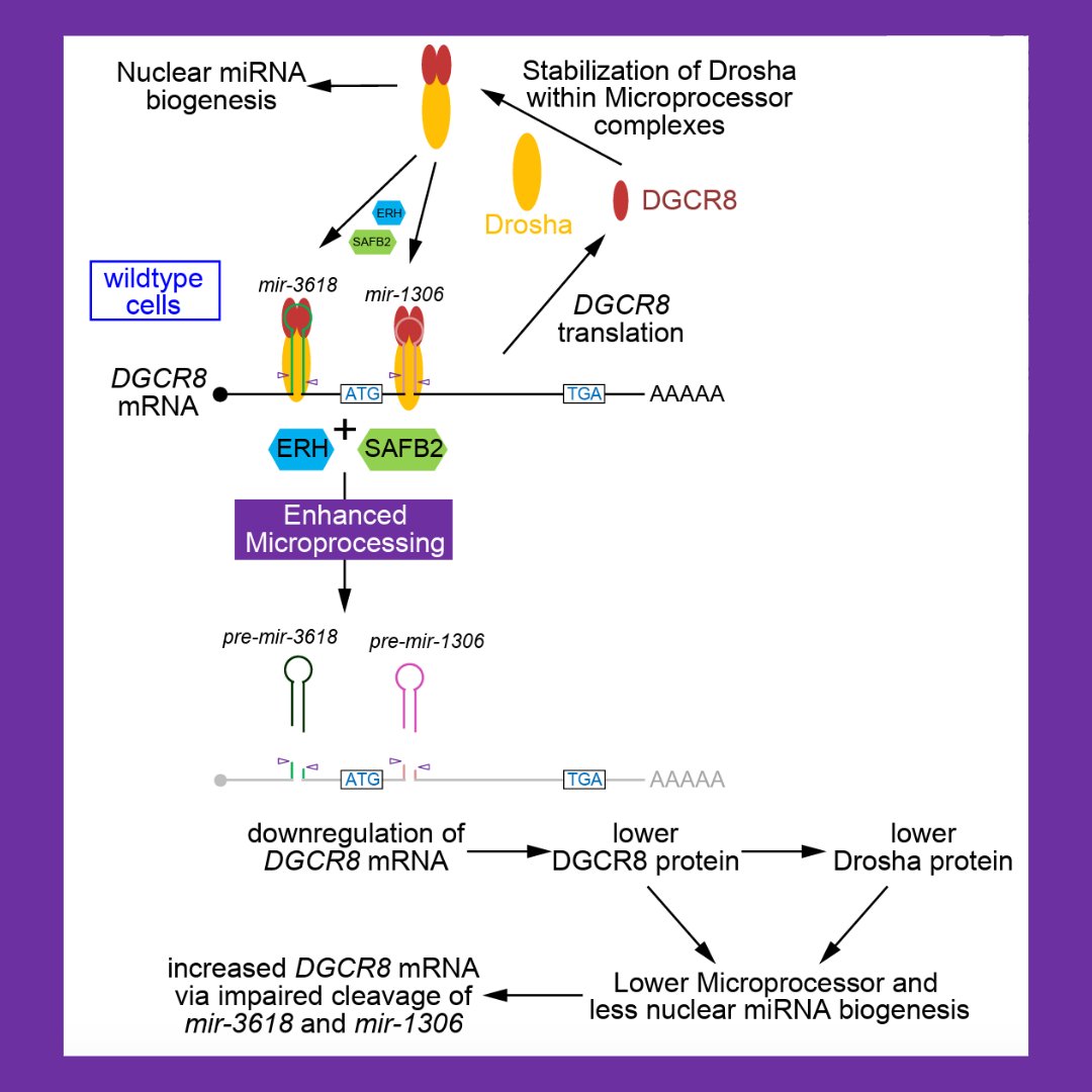 GenesDev's tweet image. 🆕 ADVANCE ONLINE 🆕

RESEARCH PAPER: Separable roles for Microprocessor and its cofactors, ERH and SAFB1/2, during microRNA cluster assistance
By Shang et al. and Eric Lai
➡️ ow.ly/CplO50YyUj7

@MSKCancerCenter @lucksmith
#miRNA #Microprocessor #RNAi