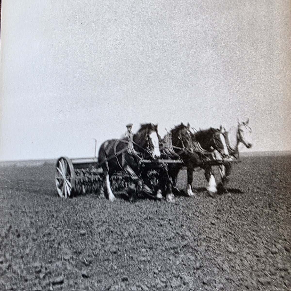 Buffalo Ag tweet media