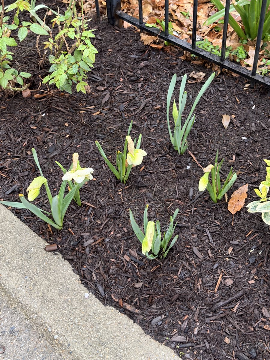 Harmeet K. Dhillon tweet media