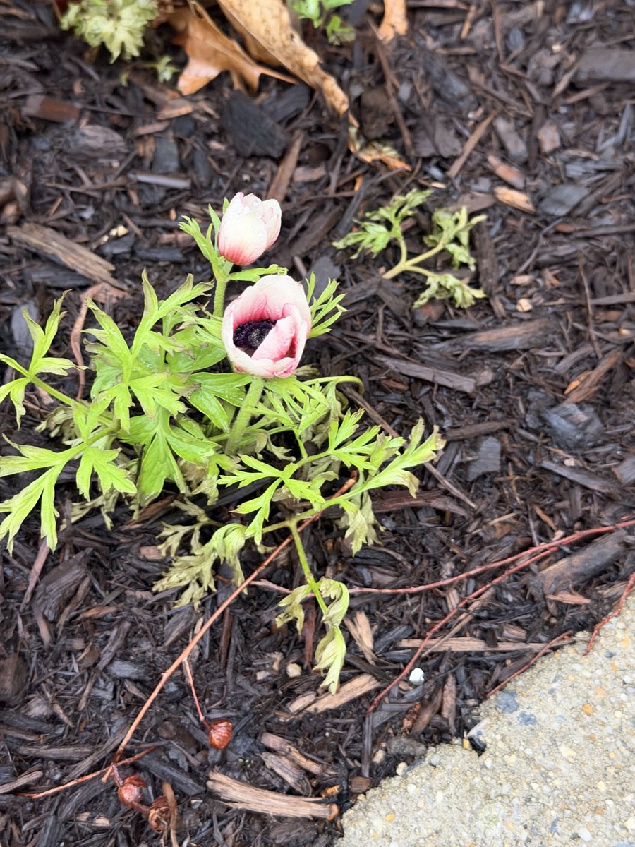 Harmeet K. Dhillon tweet media