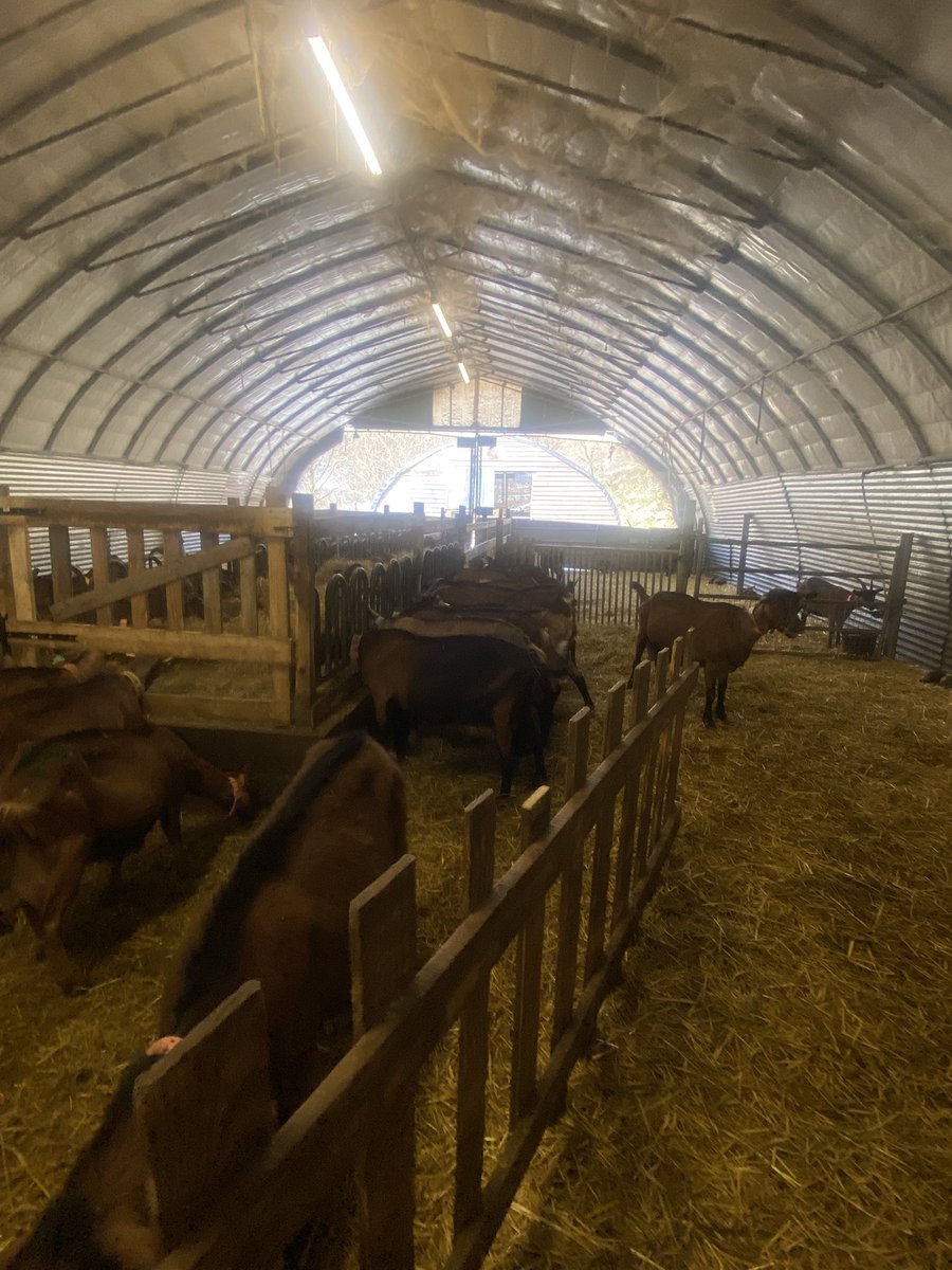 Cameron20370744's tweet image. PREMIÈRE DECOUVERTE D UN ÉLEVAGE FROMAGERIE BIO 

Soutien, #solidarité et gratitude avec ceux qui ont commencé à reconstruire la #Terre et l'humanité...

La #ferme #élevage-fromagerie  #bio " Biquettes et Filles" que j'ai découverte ce matin était ma première visite de ce
