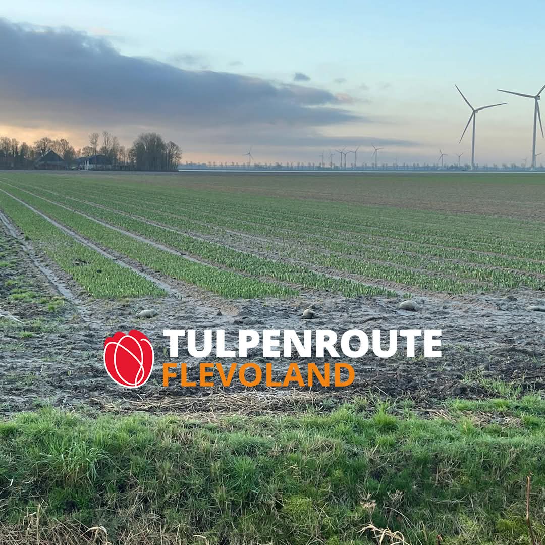 Tulpenroute Flevoland 🌷 tweet media