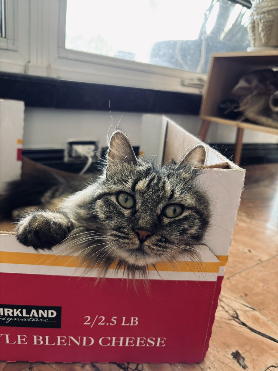 Nexus∞θθ8 tweet media