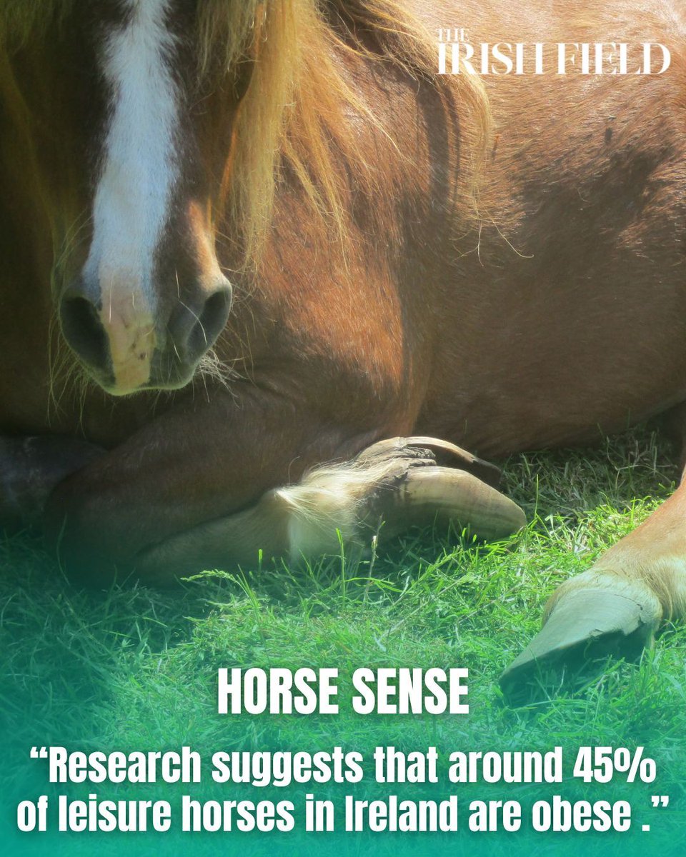 TheIrishFieldHW tweet media