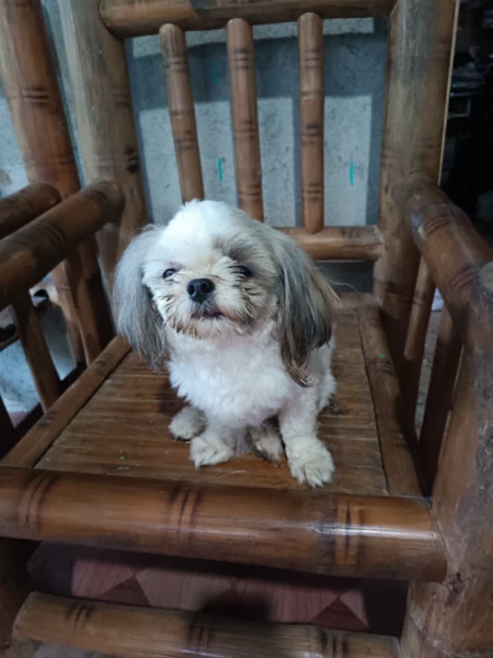 Teacups Family tweet media