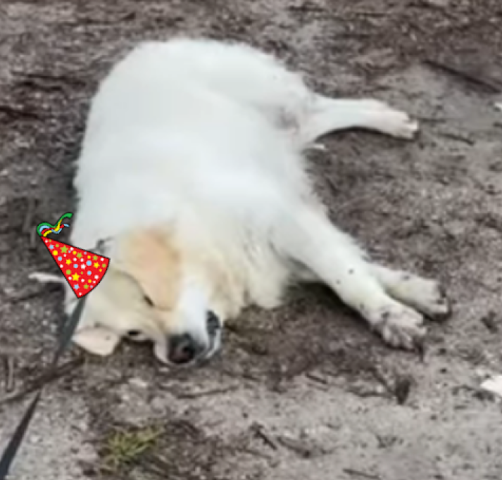 Golden Ratio - On this day tweet media