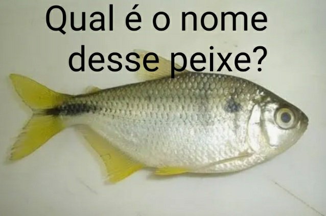 Cida Valente tweet media