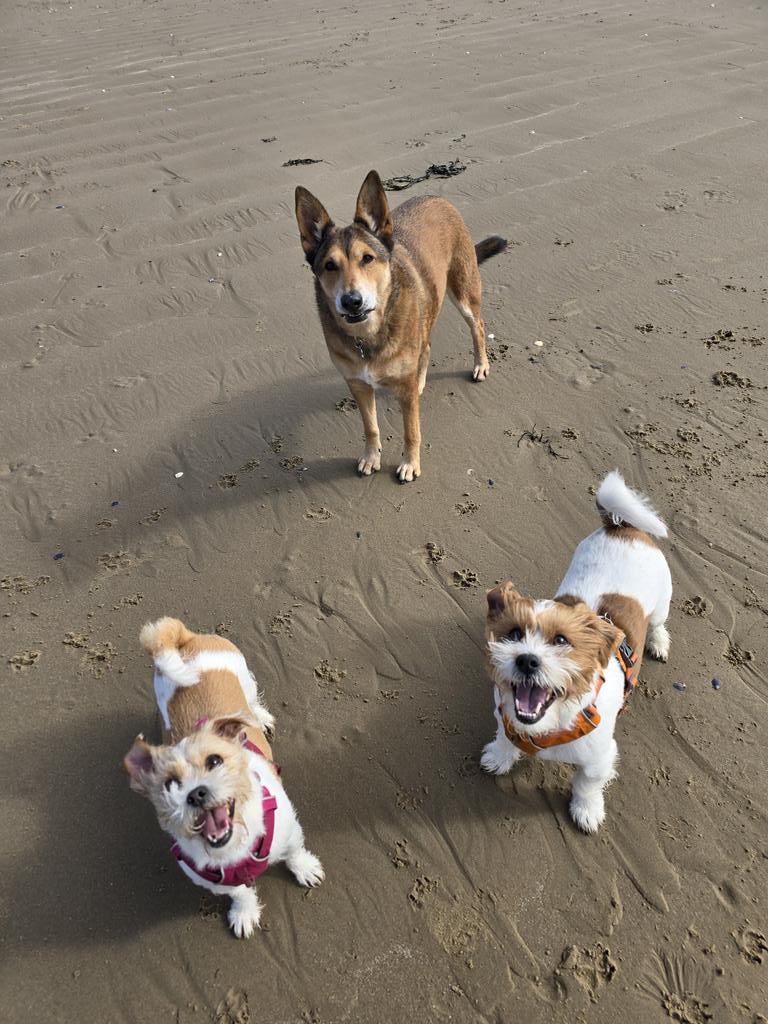 MillieandGriff tweet media