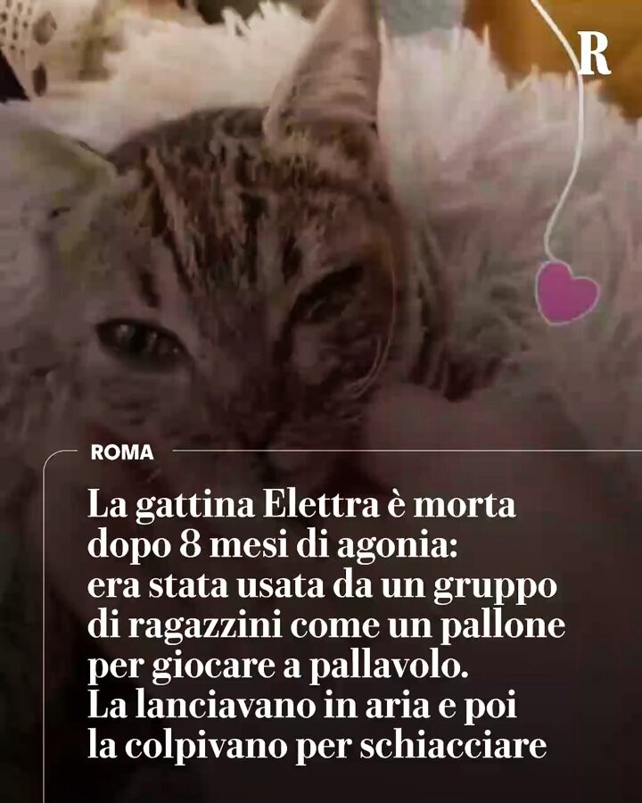 Gianni Runco tweet media