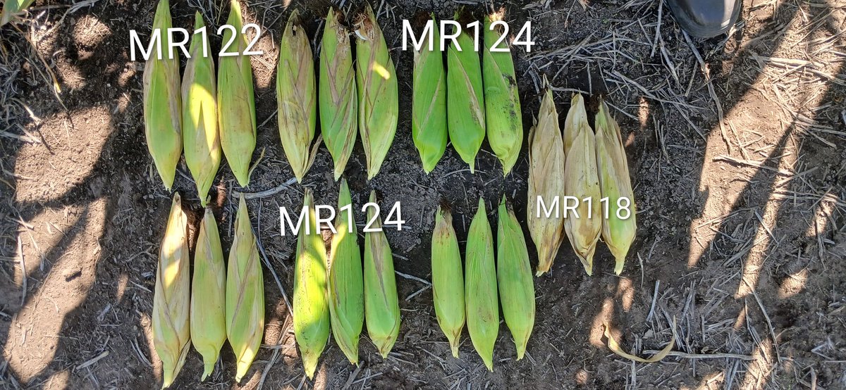 IngHCChaves's tweet photo. ‼️ULTIMA Recorrida de Temprana y INICIO de la Tardia🌽
🎯Franja Chivilcoy Temprana
    ➡️LG30849 VIP3 💣
🎯Franja Los Toldos Tardia
    ➡️LGX 681 VIP3 🔝
   ➡️ Momento de ver dif en Madurez según color de chalas
@lgsemillas
@LeonelCarignano 
@Nacho_Rodr__ 
@DiegoAlonso1980 https://t.co/YYDImU3w8s