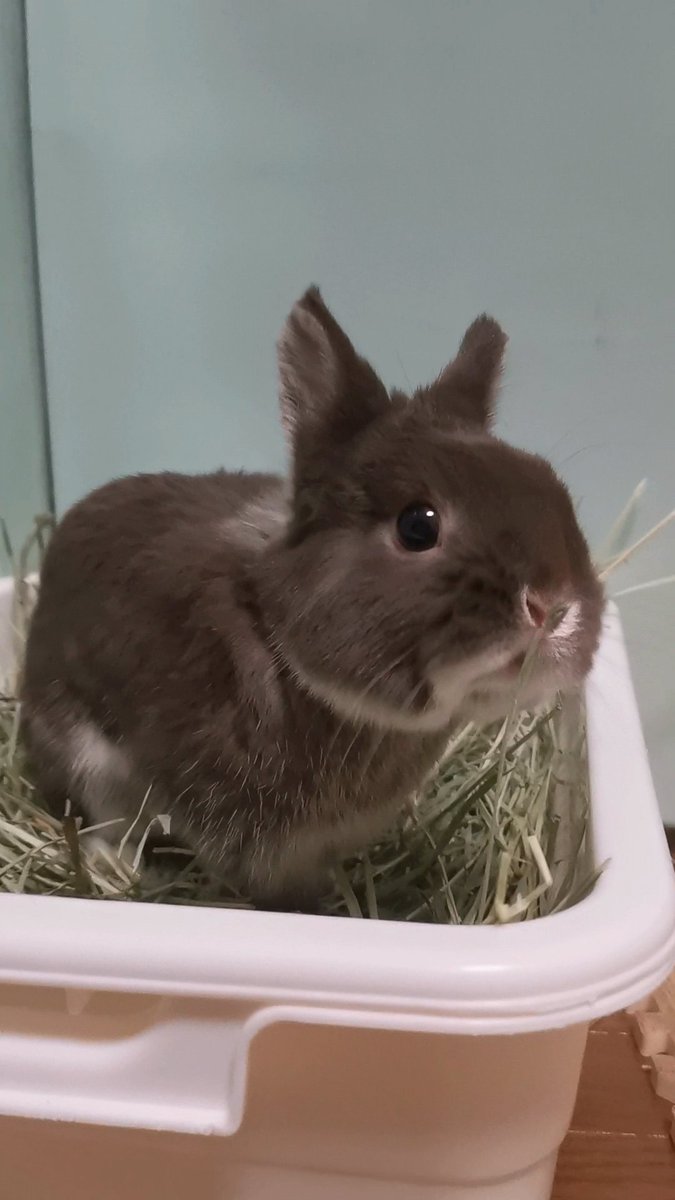 チョコとココア🐰（飼い主:もちこ） tweet media