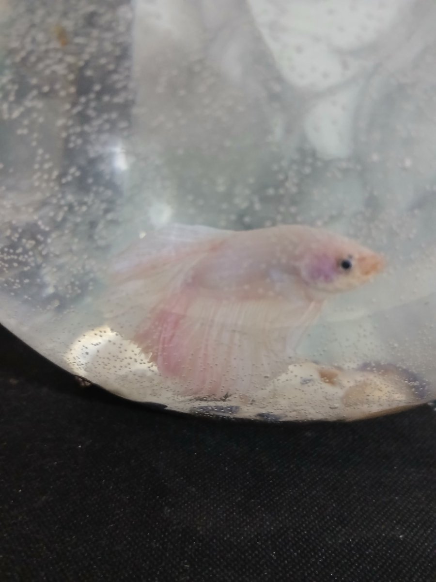 güneş⁷🪭 tweet media